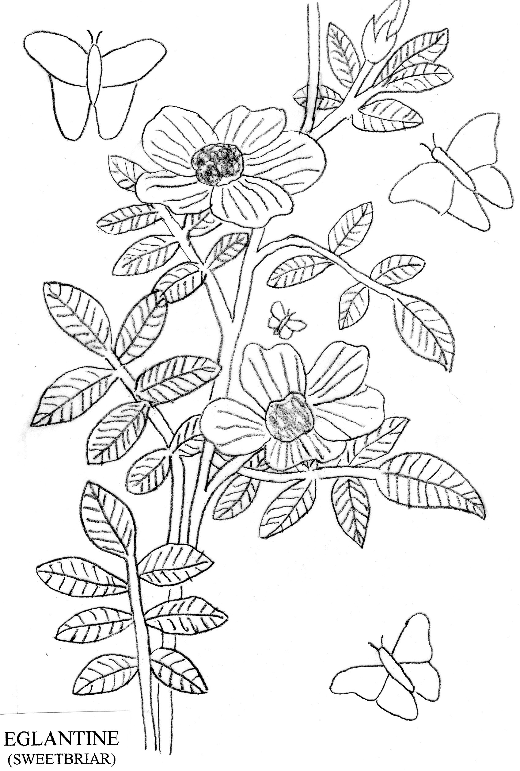 eglantine pattern